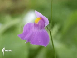 Bladderwort 'Utricularia Longifolia' -Green Haven Sales Store Utricularia longifolia Flower Chapada Diamantina 1 1