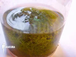 Bladderwort 'Utricularia Minor'