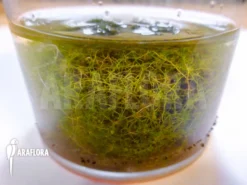 Bladderwort 'Utricularia Minor' 5 Bladderwort 'Utricularia Minor' -Green Haven Sales Store Utricularia minor 3