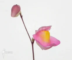 Bladderwort 'Utricularia Quelchii X Praetermissa' -Green Haven Sales Store Utricularia quelchii x praetermissa 1b