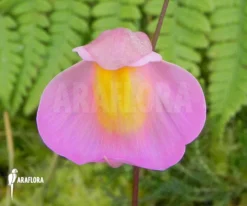 Bladderwort 'Utricularia Quelchii X Praetermissa' -Green Haven Sales Store Utricularia quelchii x praetermissa 1c