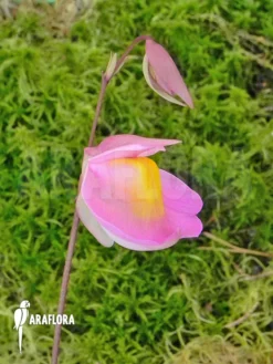 Bladderwort 'Utricularia Quelchii X Praetermissa' -Green Haven Sales Store Utricularia quelchii x praetermissa 2