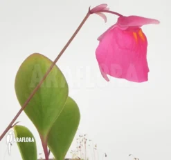 Bladderwort 'Utricularia Quelchii 'Auyan' -Green Haven Sales Store Utricularia quelchii Auyan 1