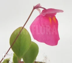 Bladderwort 'Utricularia Quelchii 'Auyan'