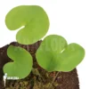 Bladderwort 'Utricularia Reniformis 'Mata Atlantica' 'L'