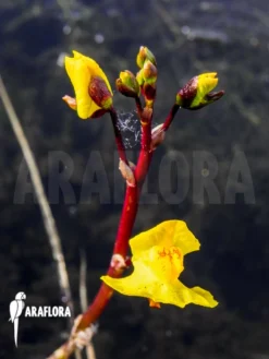 Bladderwort 'Utricularia Vulgaris'