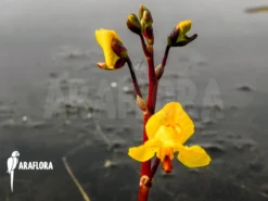 Bladderwort 'Utricularia Vulgaris' -Green Haven Sales Store Utricularia vulgaris 3