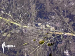 Bladderwort 'Utricularia Vulgaris' -Green Haven Sales Store Utricularia vulgaris 4