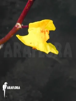 Bladderwort 'Utricularia Vulgaris' -Green Haven Sales Store Utricularia vulgaris 5