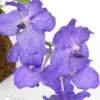 Orchid 'Vanda X Blue Magic'