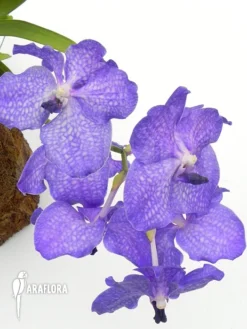 Orchid 'Vanda X Blue Magic'