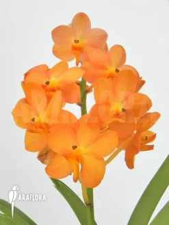 Orchid 'Vanda X Orange Magic'