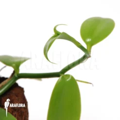 Vanilla Orchid 'Vanilla Planifolia'