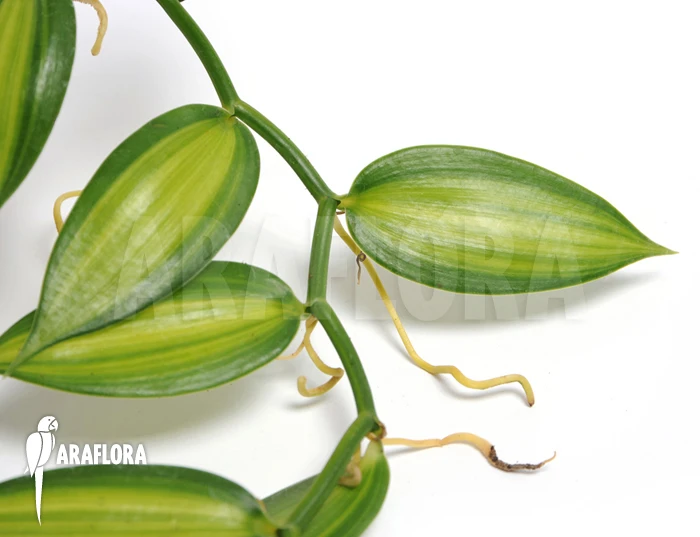Vanilla Orchid 'Vanilla Planifolia Variegated' 1 Vanilla Orchid 'Vanilla Planifolia Variegated'