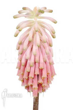 Veltheimia Bracteata