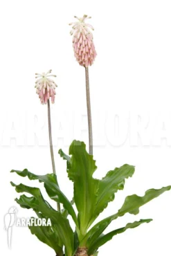 Veltheimia Bracteata -Green Haven Sales Store Veltheimia bracteata 7