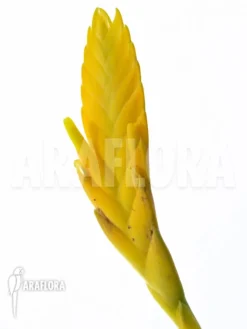 Bromeliad 'Vriesea Ospinae'