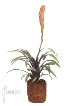 Bromeliad 'Vriesea Sucrei' -Green Haven Sales Store Vriesea sucrei 2