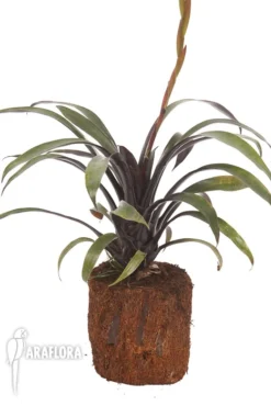 Bromeliad 'Vriesea Sucrei' -Green Haven Sales Store Vriesea sucrei 3