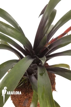 Bromeliad 'Vriesea Sucrei' -Green Haven Sales Store Vriesea sucrei 4
