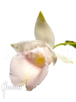 Orchid 'Warczewiczella Marginata'