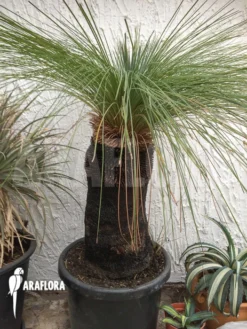 Xanthorrhoea Glauca