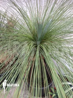 Xanthorrhoea Glauca -Green Haven Sales Store Xanthorrhoea glauca 2