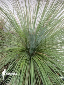 Xanthorrhoea Glauca -Green Haven Sales Store Xanthorrhoea glauca 3
