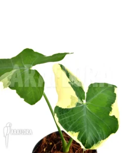 Xanthosoma Albo Marginata 'Mickey Mouse'