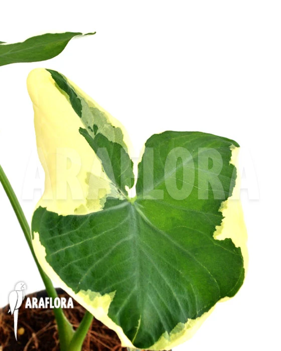 Xanthosoma Albo Marginata 'Mickey Mouse' 2 Xanthosoma Albo Marginata 'Mickey Mouse' - Image 2