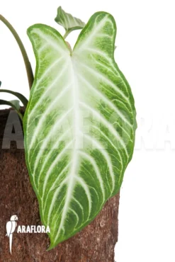 Xanthosoma Lindenii 'M'