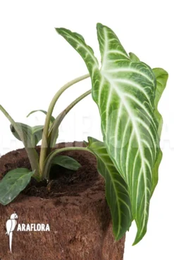 Xanthosoma Lindenii 'M' -Green Haven Sales Store Xanthosoma lindenii 3