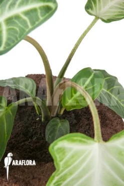 Xanthosoma Lindenii 'M' -Green Haven Sales Store Xanthosoma lindenii 4