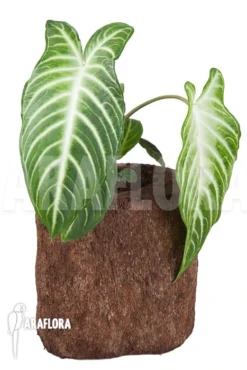 Xanthosoma Lindenii 'M' -Green Haven Sales Store Xanthosoma lindenii 5