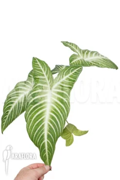 Xanthosoma Lindenii 'L'