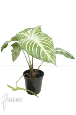 Xanthosoma Lindenii 'L' -Green Haven Sales Store Xanthosoma lindenii L 3