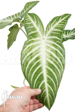 Xanthosoma Lindenii 'L' -Green Haven Sales Store Xanthosoma lindenii L 4