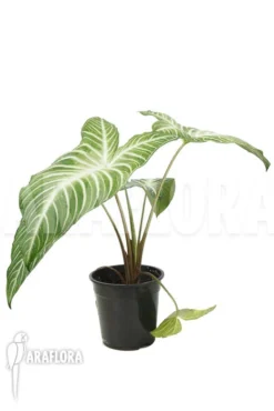 Xanthosoma Lindenii 'L' -Green Haven Sales Store Xanthosoma lindenii L 5