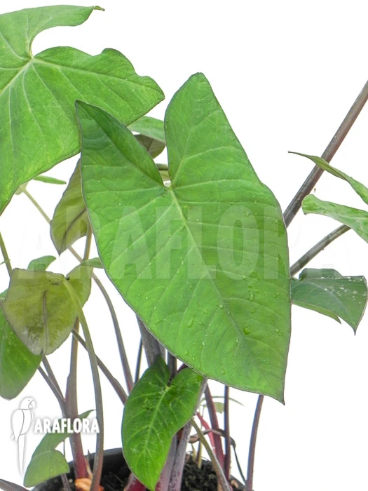 Xanthosoma Sagittifolium 2 Xanthosoma Sagittifolium - Image 2