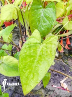 Xanthosoma Sagittifolium 6 Xanthosoma Sagittifolium -Green Haven Sales Store Xanthosoma sagittifolium 3