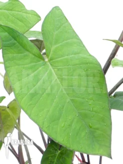 Xanthosoma Sagittifolium 7 Xanthosoma Sagittifolium -Green Haven Sales Store Xanthosoma sagittifolium 4