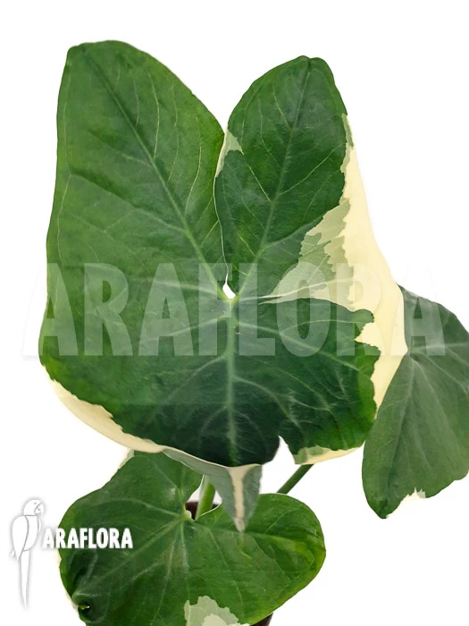 Xanthosoma Sagittifolium Frozen Planet 1 Xanthosoma Sagittifolium Frozen Planet