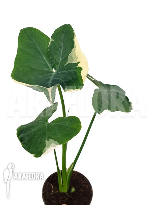 Xanthosoma Sagittifolium Frozen Planet 2 Xanthosoma Sagittifolium Frozen Planet - Image 2