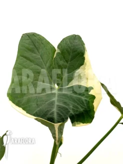 Xanthosoma Sagittifolium Frozen Planet 6 Xanthosoma Sagittifolium Frozen Planet -Green Haven Sales Store Xanthosoma sagittifolium Frozen20Planet 3