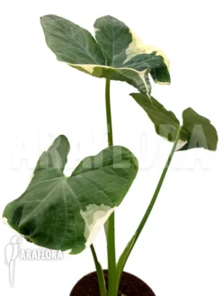 Xanthosoma Sagittifolium Frozen Planet 7 Xanthosoma Sagittifolium Frozen Planet -Green Haven Sales Store Xanthosoma sagittifolium Frozen20Planet 4