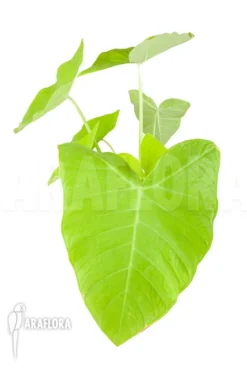 Xanthosoma Sagittifolium Lime