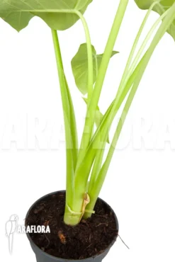 Xanthosoma Sagittifolium Lime -Green Haven Sales Store Xanthosoma sagittifolium Lime 3