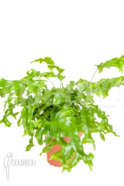 XPhlebosia Nicolas Diamond (Phlebodium X Pyrrosia)