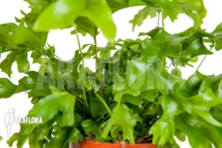 XPhlebosia Nicolas Diamond (Phlebodium X Pyrrosia) -Green Haven Sales Store Xphlebosia Nicolas Diamond Phlebodium x Pyrrosia 3