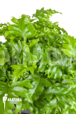 XPhlebosia Nicolas Diamond (Phlebodium X Pyrrosia) -Green Haven Sales Store Xphlebosia Nicolas Diamond Phlebodium x Pyrrosia 4